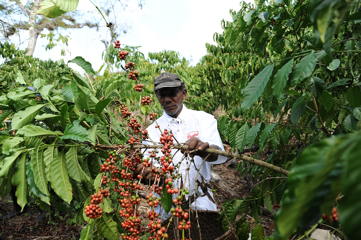 Sběr kávy přímo na plantážích